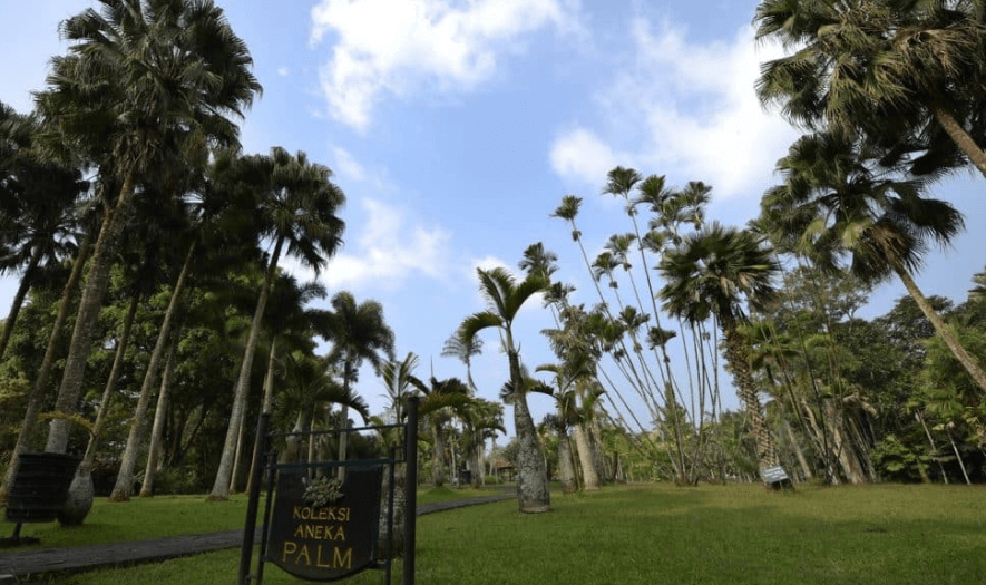 aneka koleksi palm taman bunga